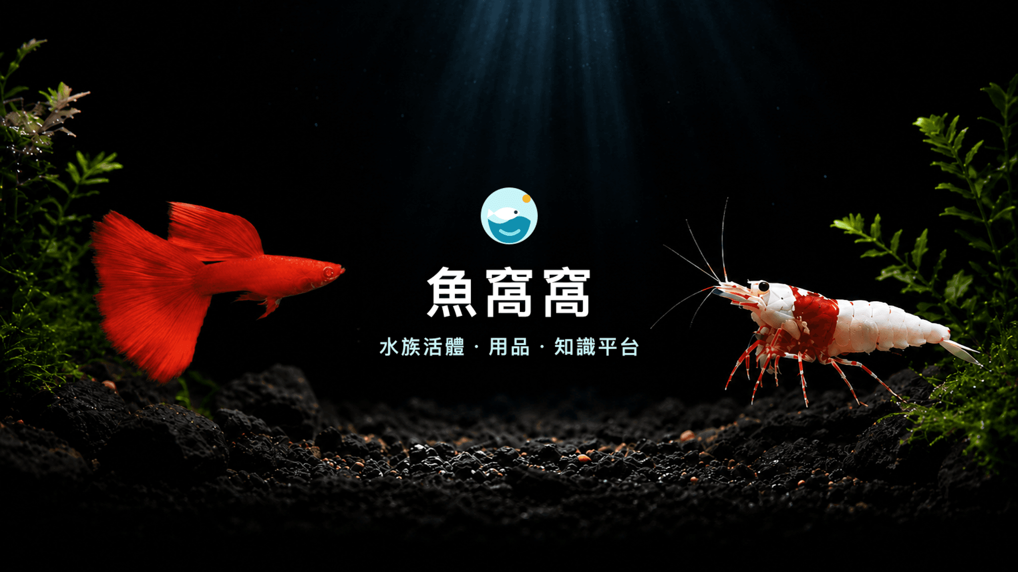 魚窩窩水族觀景窗